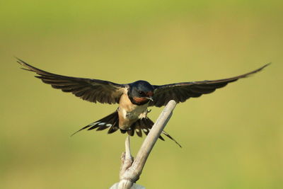 Close-up of bird flying