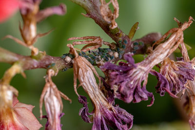 Close-up of wilted flowering plant