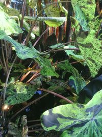 Close-up of fresh green plants