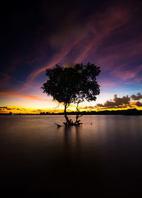 Silhouette tree against sky during sunset