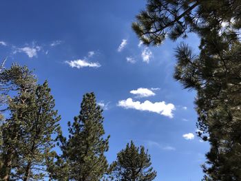 Low angle view of trees against sky