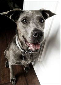 Close-up portrait of dog sitting on floor