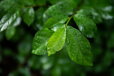 Close-up of raindrops on leaves