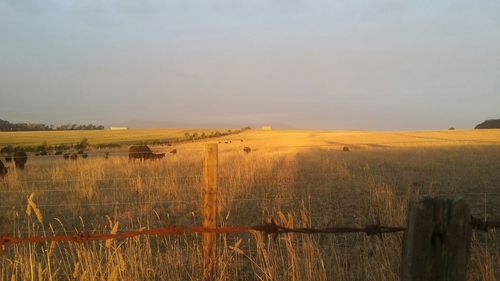 Scenic view of field against sky