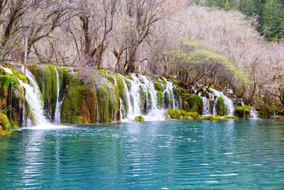 Scenic view of river flowing through forest