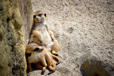 Lion sitting outdoors