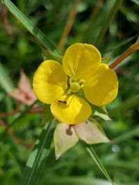 Close-up of yellow flower blooming outdoors