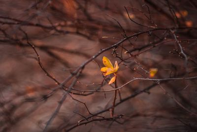 Close-up of yellow flower