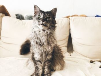 Portrait of cat relaxing on sofa at home