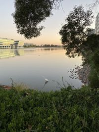 View of birds in lake