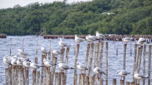 Seagulls perching on coast