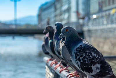 Close-up of seagull perching on a water