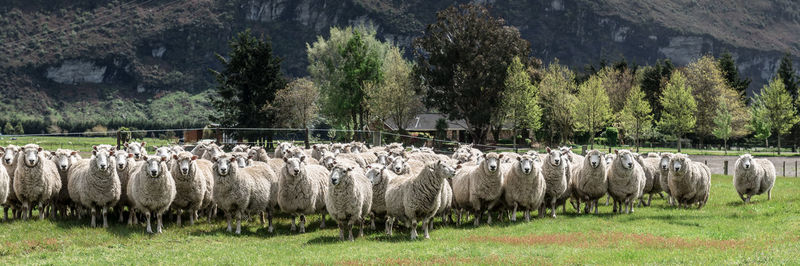 View of sheep on field