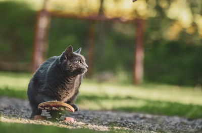 Cat sitting on skateboard  in a looking away