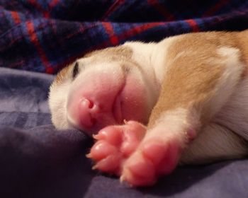 Close-up of a sleeping cat