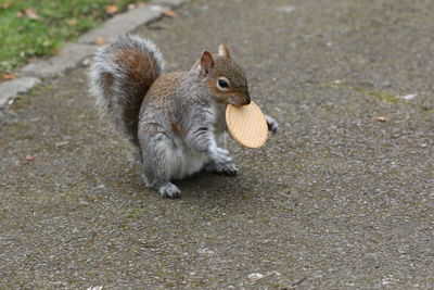 High angle view of squirrel eating on land