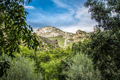 Plants growing on land against sky