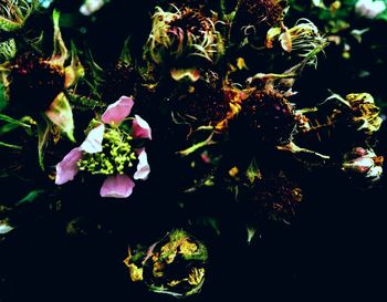 Close-up of flowers blooming outdoors