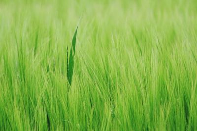 Full frame shot of grass