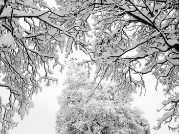 Low angle view of frozen bare tree against sky