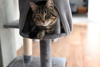 Portrait of tabby cat sitting on floor