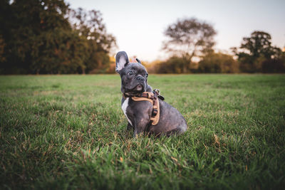 Dog sitting on grass in field