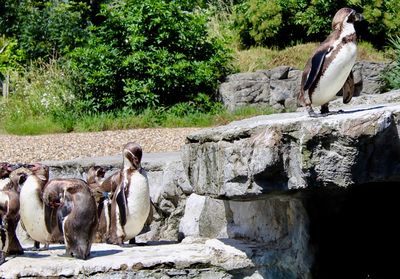 View of birds on rock against trees