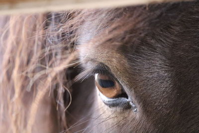 Close-up of a horse s eye