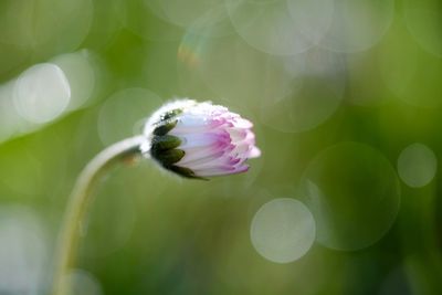 Close-up of daisy bud growing in back yard