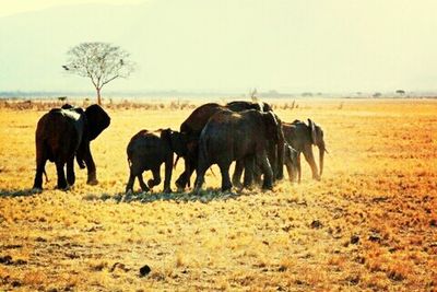 Horses grazing on field