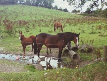 Horses grazing on field