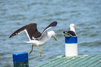 Seagulls perching on wooden post