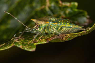 Close-up of insect