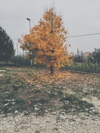 Trees on field