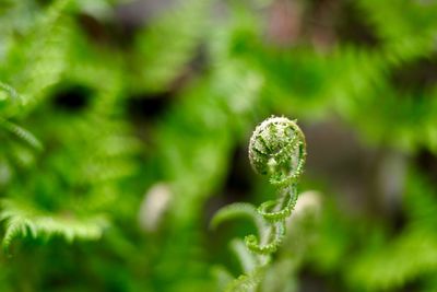 Close-up of fern