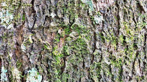 Full frame shot of tree trunk