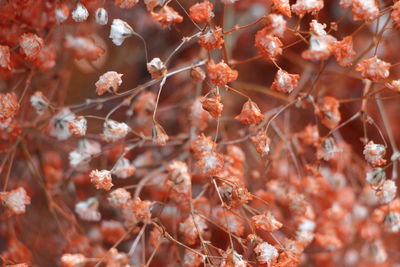 Close-up of cherry blossom during autumn