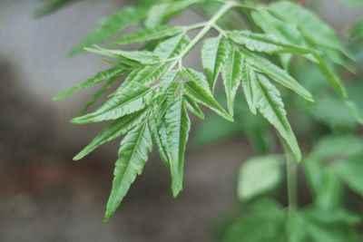 Close-up of green leaves