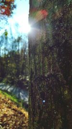 Sun shining through trees in forest