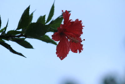 Close-up of red hibiscus on plant against sky