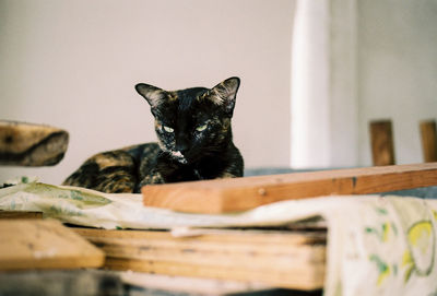 Portrait of cat relaxing on wood at home