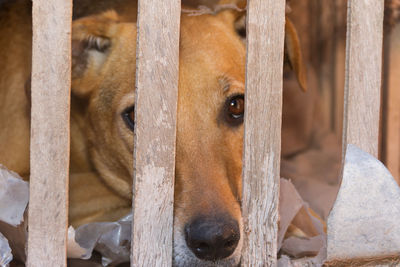 Close-up portrait of a dog