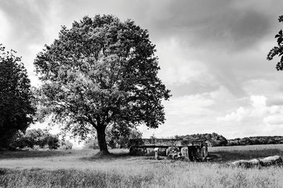 Trees on field against sky