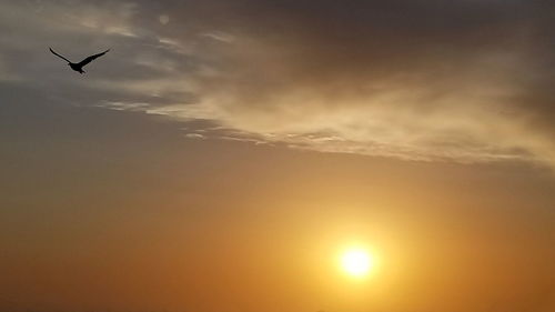 Low angle view of silhouette bird flying against sky during sunset