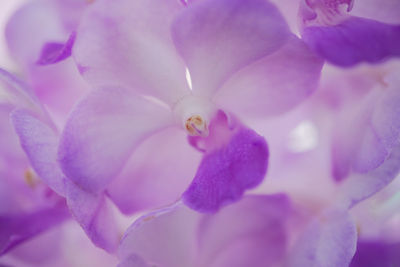 Close-up of purple flowering plant