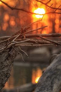 Close-up of lizard on tree at night