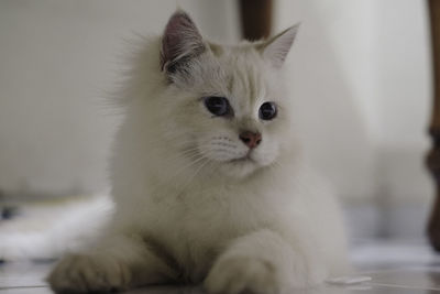 Close-up of cat sitting