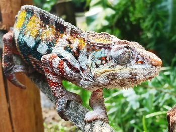 Close-up of lizard