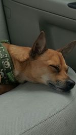 Close-up of dog sleeping in car