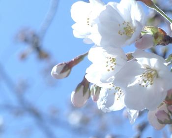 Close-up of white flowers blooming